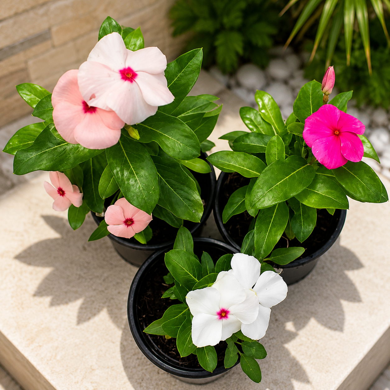 Outdoor Plants