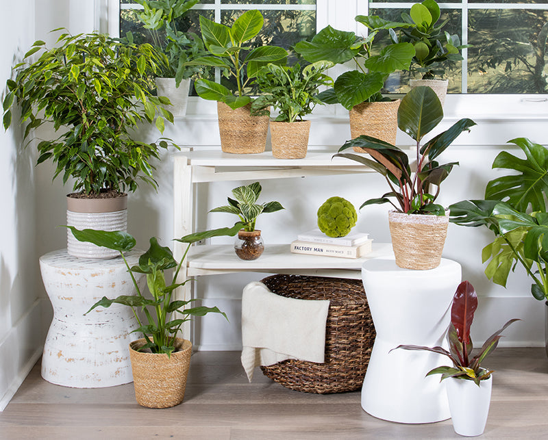Indoor Plants