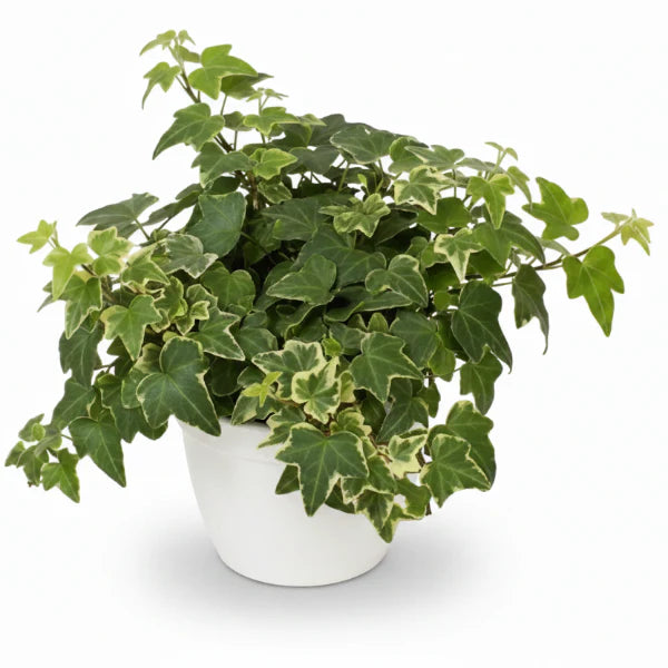 Hedera helix or English Ivy (Mixed Per Plant)