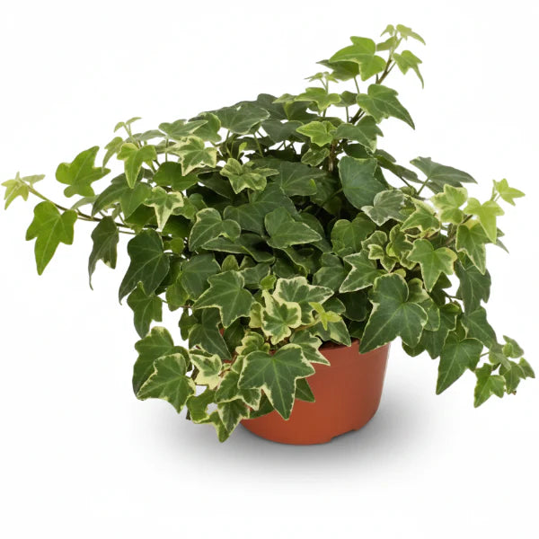 Hedera helix or English Ivy (Mixed Per Plant)
