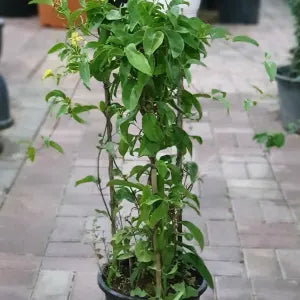 Tristellateia Australasiae (Shower of Gold) 80-100cm