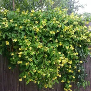 Climbers & Vines