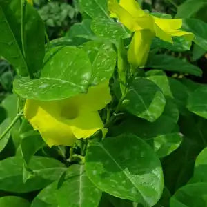 Mandevilla Splendens / Yellow Bell Climber – 100–150 cm