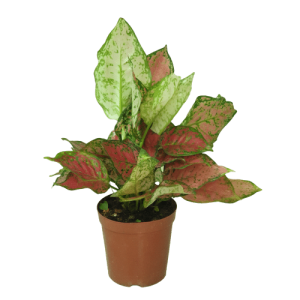 Aglaonema ‘Ruby Pink’ – Indoor small Decorative Plant