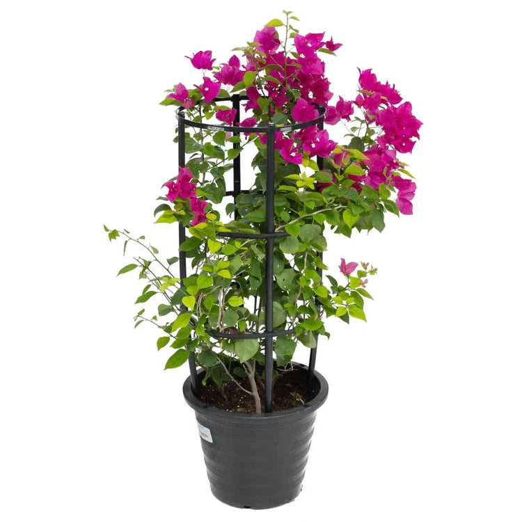 Bougainvillea Nana Red Outdoor Plant 80cm | Buy in Dubai UAE