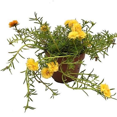 Rose Moss | Portulaca Grandiflora | Live Plant Dubai UAE