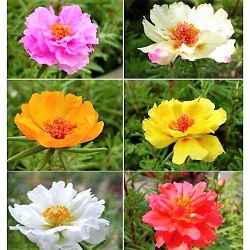 Rose Moss | Portulaca Grandiflora | Live Plant Dubai UAE