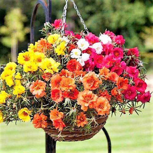 Rose Moss | Portulaca Grandiflora | Live Plant Dubai UAE
