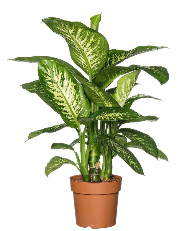 Dieffenbachia Seguine ‘Tropic Snow’ Indoor Plant in Dubai