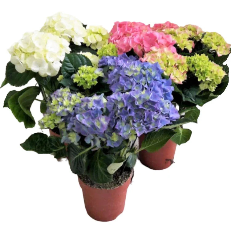 Hydrangea Mix Plant | Buy in Dubai UAE