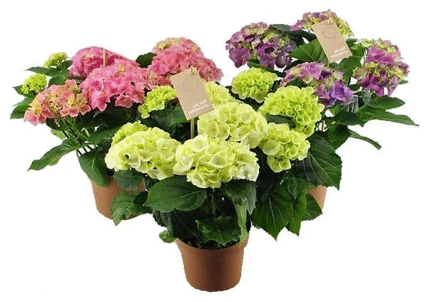 Hydrangea Mix Plant | Buy in Dubai UAE