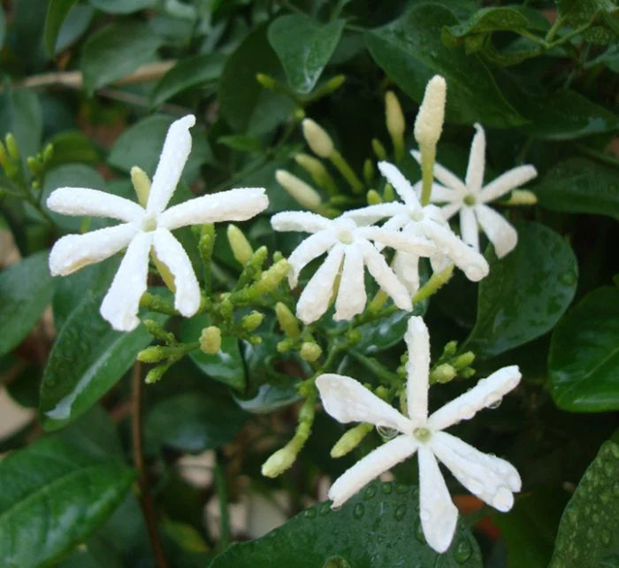 Jasmine Climber | Jasminum Grandiflora | Buy in Dubai UAE