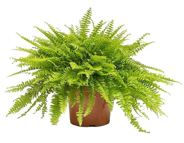 Boston Fern (Nephrolepis exaltata) - Indoor Plant
