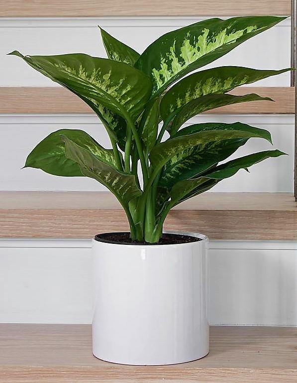 Dieffenbachia Seguine ‘Tropic Snow’ Indoor Plant in Dubai