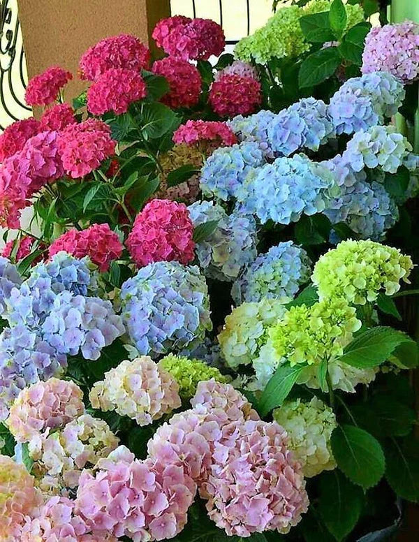 Hydrangea Mix Plant | Buy in Dubai UAE