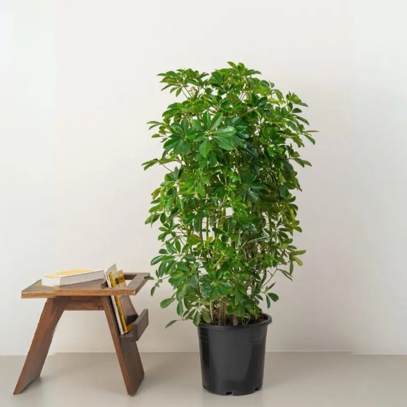 Schefflera Arboricola – Indoor Decorative Plant (Dwarf Umbrella Tree)