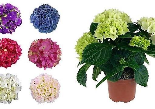Hydrangea Mix Plant | Buy in Dubai UAE
