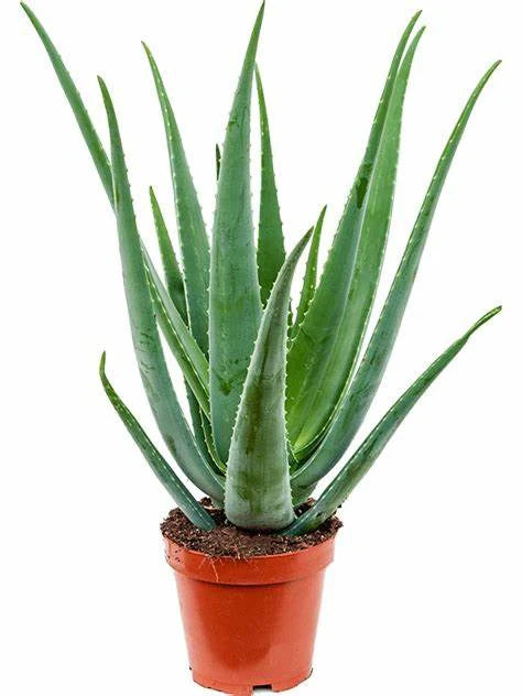 Aloe Vera | Medicinal Aloe | Succulent Plant | Buy in Dubai UAE