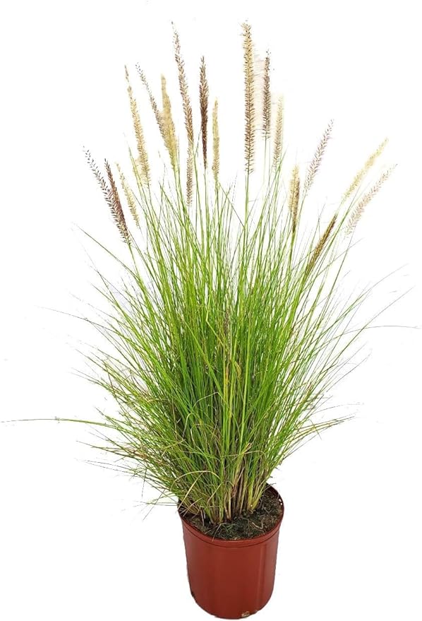 African Fountain Grass | Pennisetum Setaceum | Buy in Dubai UAE