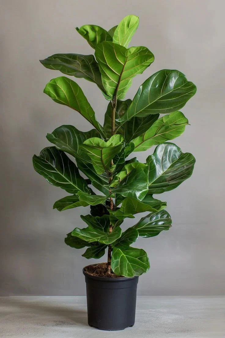 Ficus Lyrata (Fiddle Leaf Fig) Indoor Plant in Dubai
