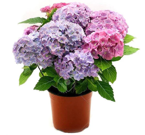 Hydrangea Mix Plant | Buy in Dubai UAE