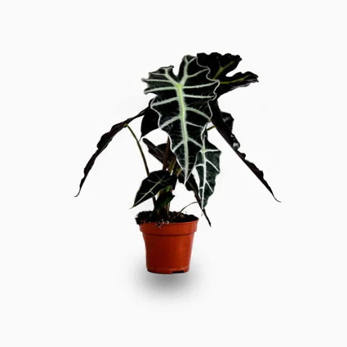 Alocasia – Indoor Decorative Plant