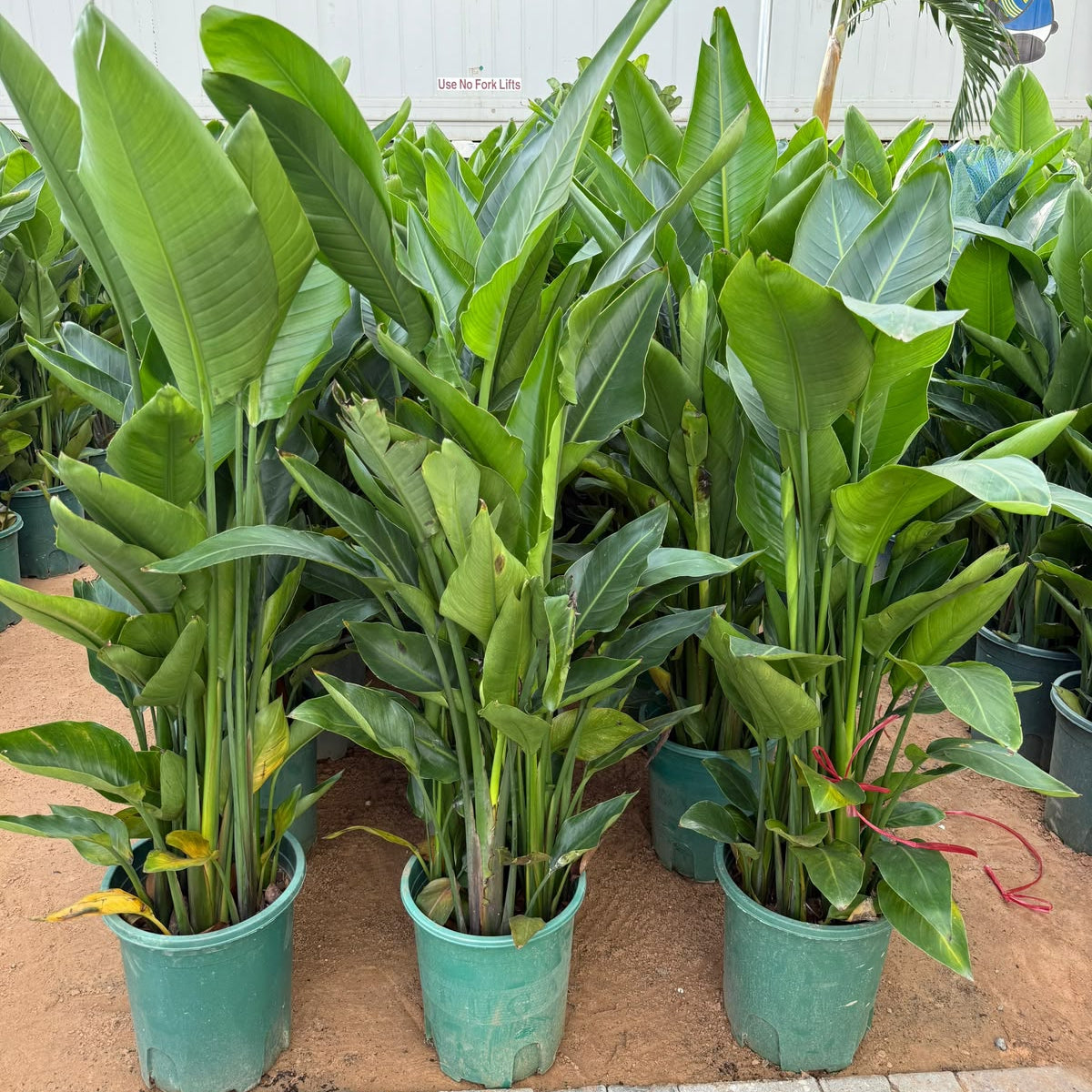 Bird Of Paradise – Strelitzia Reginae