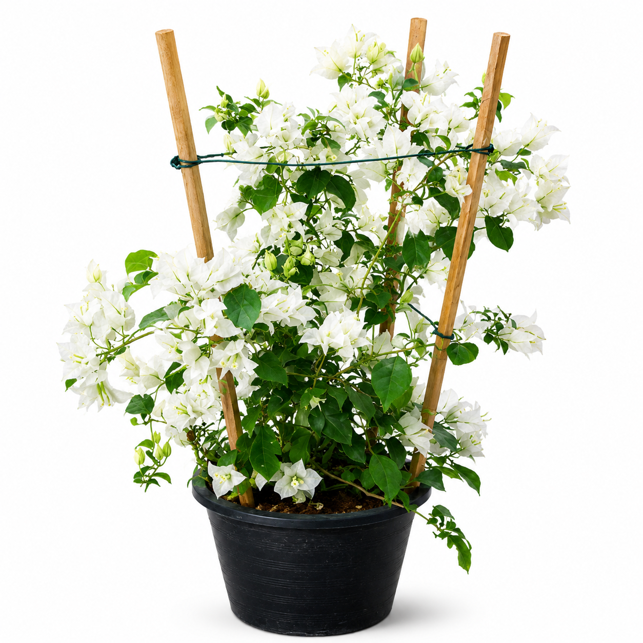 Bougainvillea Glabra White