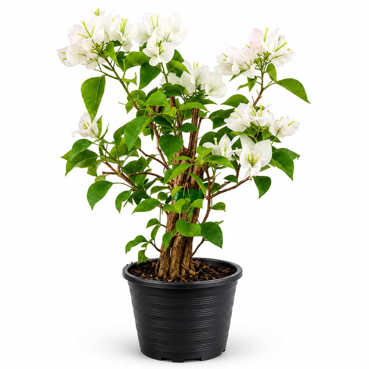 Bougainvillea Glabra White