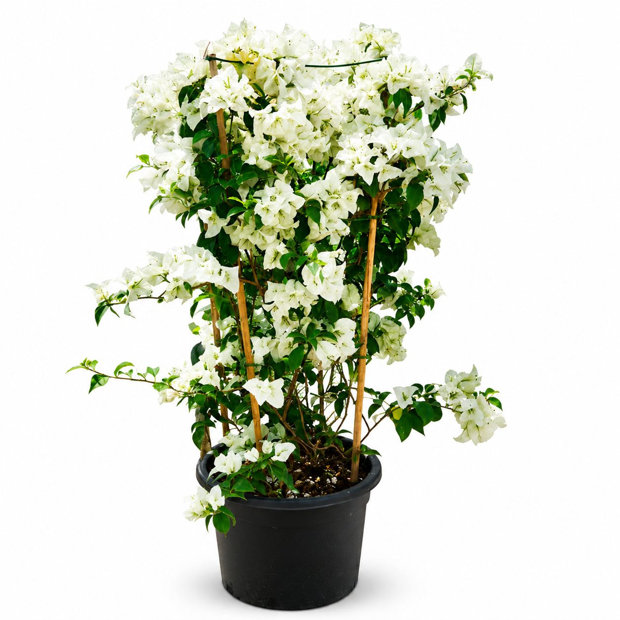 Bougainvillea Glabra White