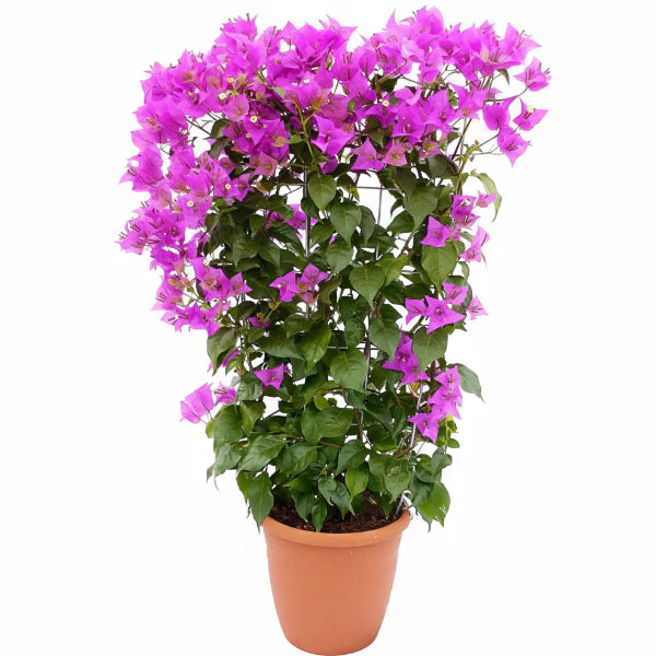 Bougainvillea Alexandra , Purple Paper Flower Dubai