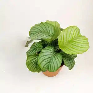 Calathea Orbifolia – Indoor Decorative Plant