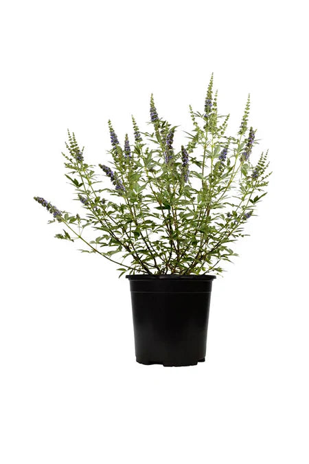 Chaste Tree | Vitex Agnus Castus | Outdoor Flowering Tree Dubai UAE
