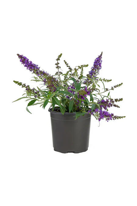 Chaste Tree | Vitex Agnus Castus | Outdoor Flowering Tree Dubai UAE