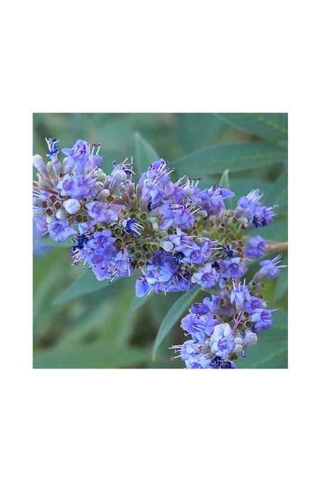 Chaste Tree | Vitex Agnus Castus | Outdoor Flowering Tree Dubai UAE