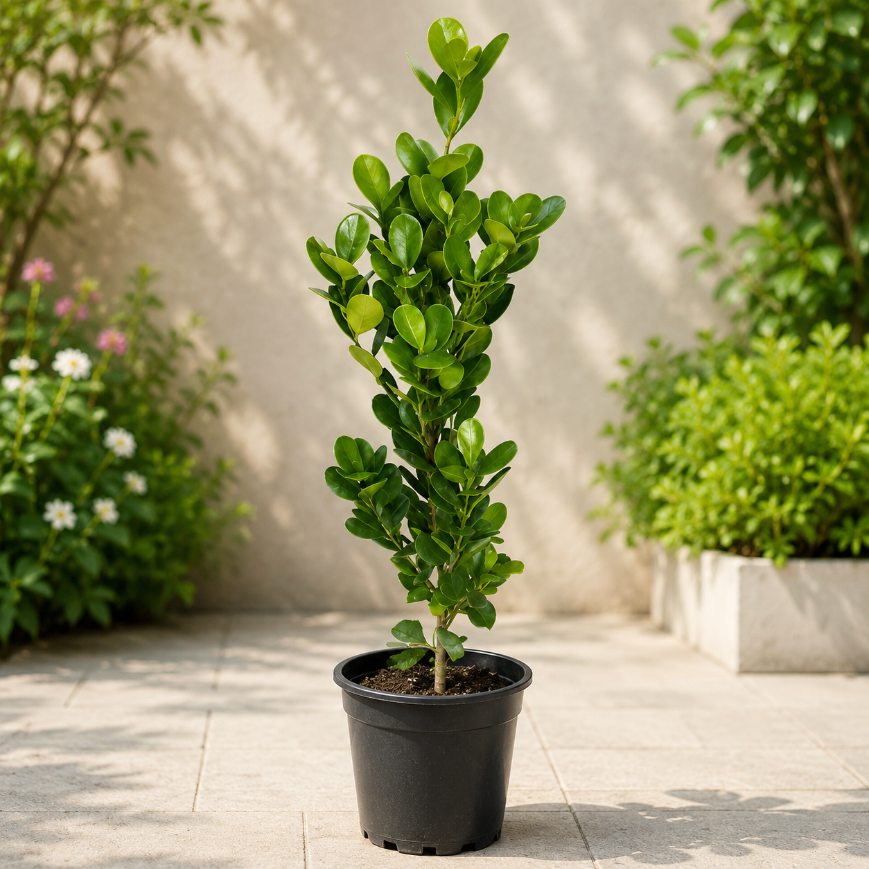 Ficus Panda Single Stem - Outdoor Plant