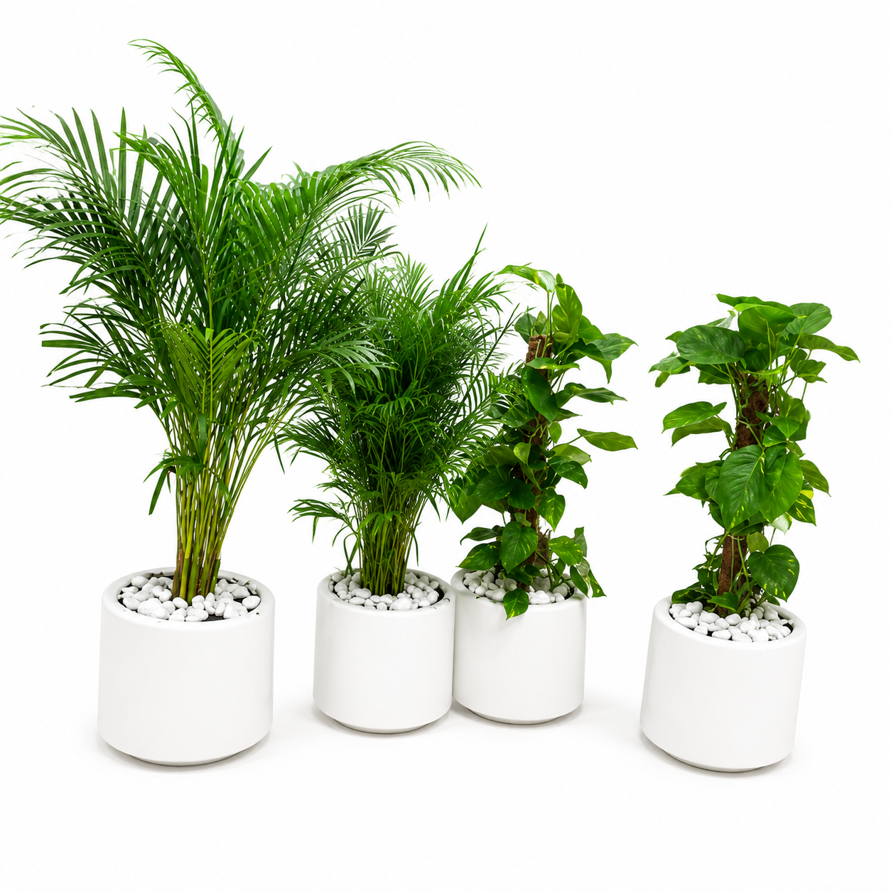 Bundles / Combo Plants