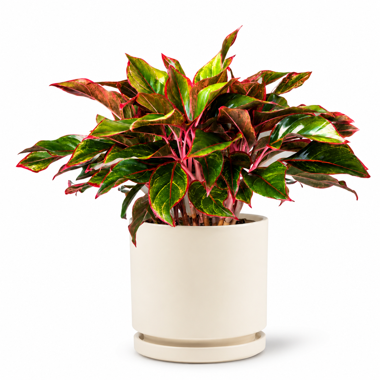 Aglaonema Red - Indoor Plant
