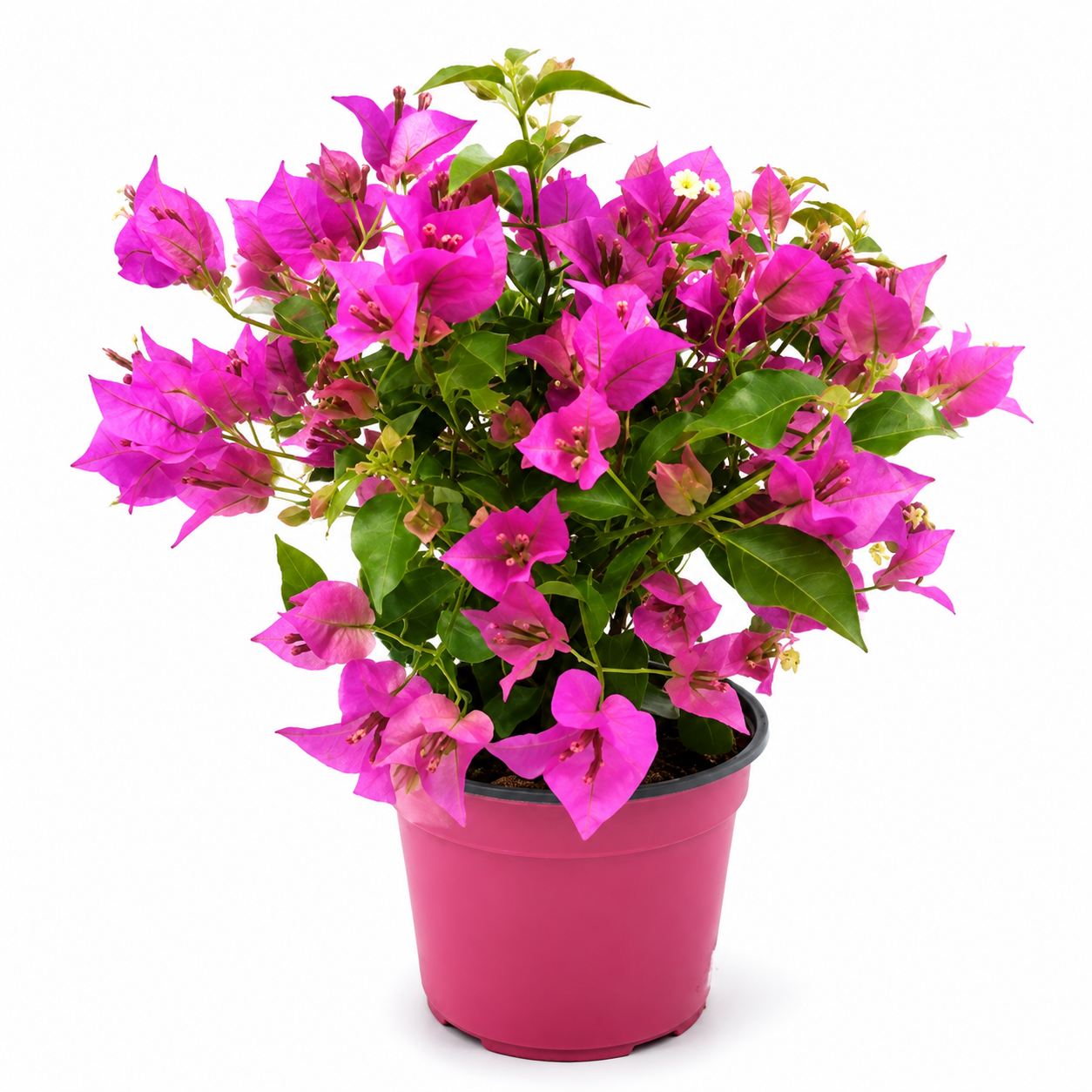 Bougainvillea Alexandra , Purple Paper Flower Dubai