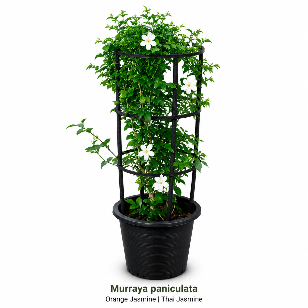 Murraya Jasmine Plant in Dubai - paniculata (Orange Jasmine / Thai Jasmine)