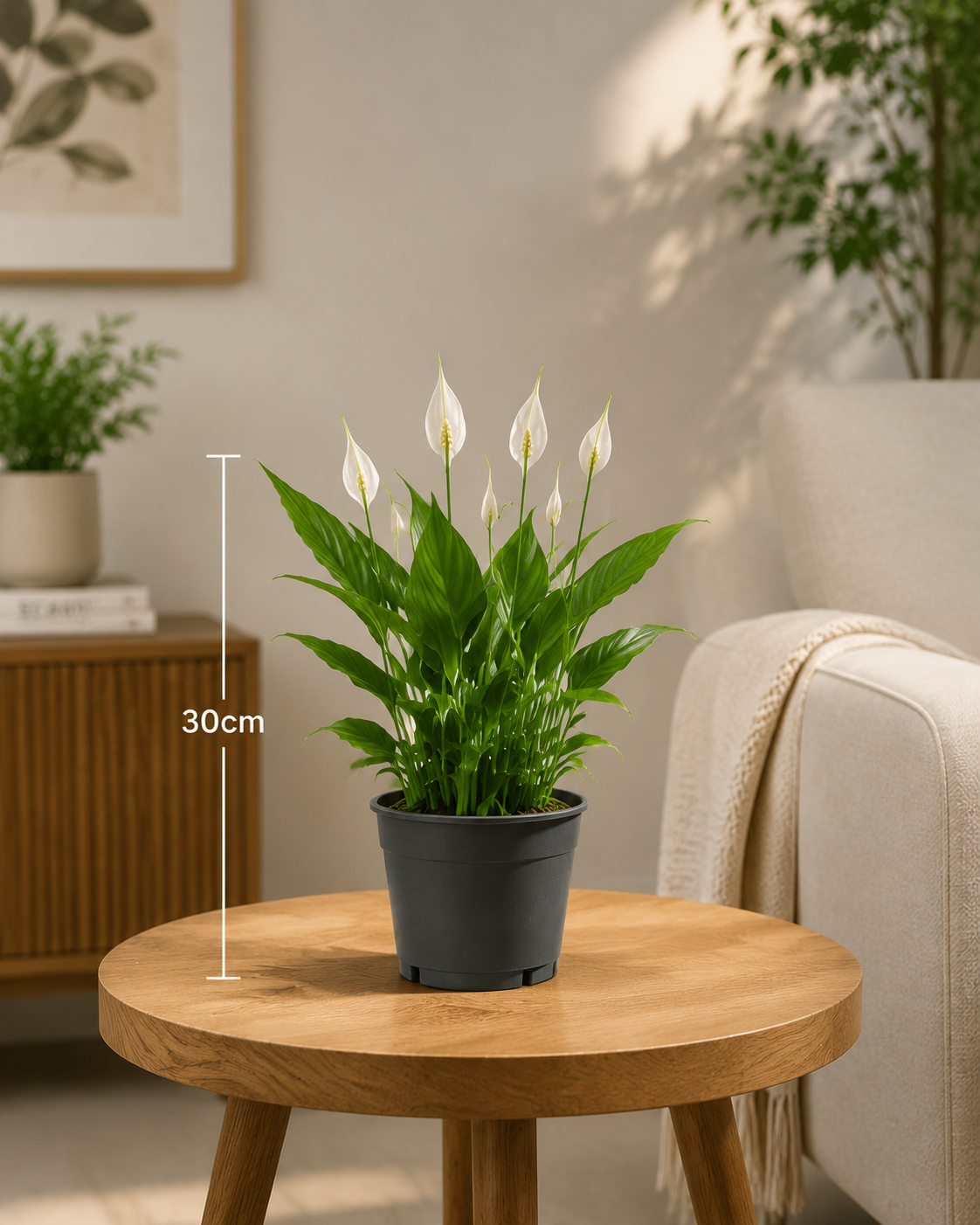 Peace Lily (Spathiphyllum) - Indoor plant