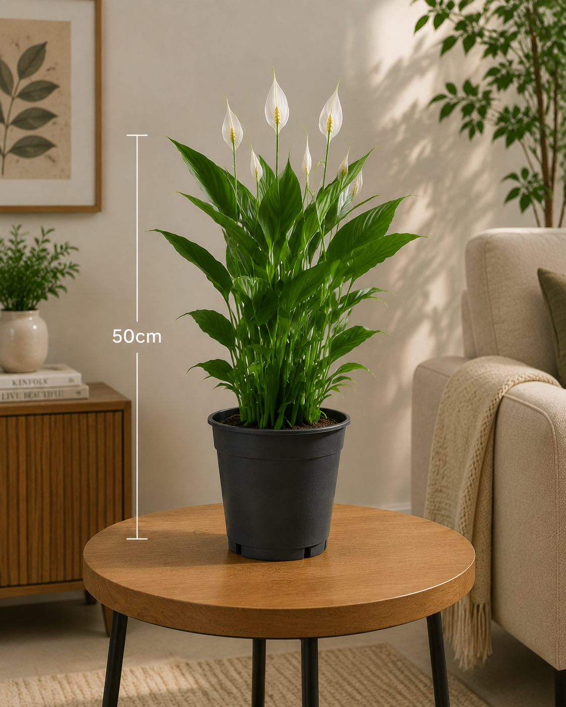 Peace Lily (Spathiphyllum) - Indoor plant