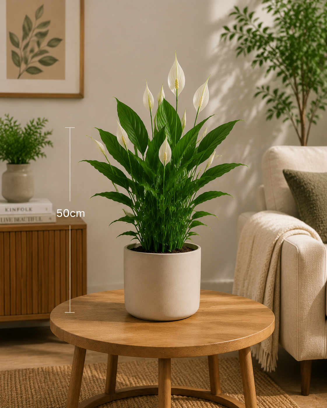 Peace Lily (Spathiphyllum) - Indoor plant