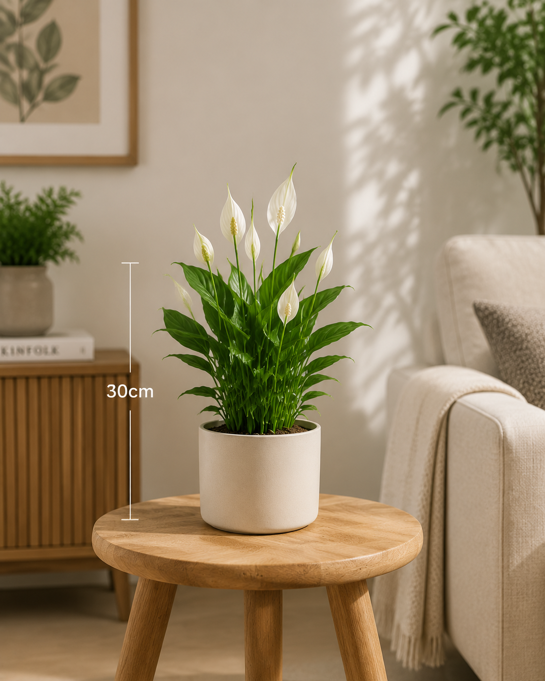 Peace Lily (Spathiphyllum) - Indoor plant
