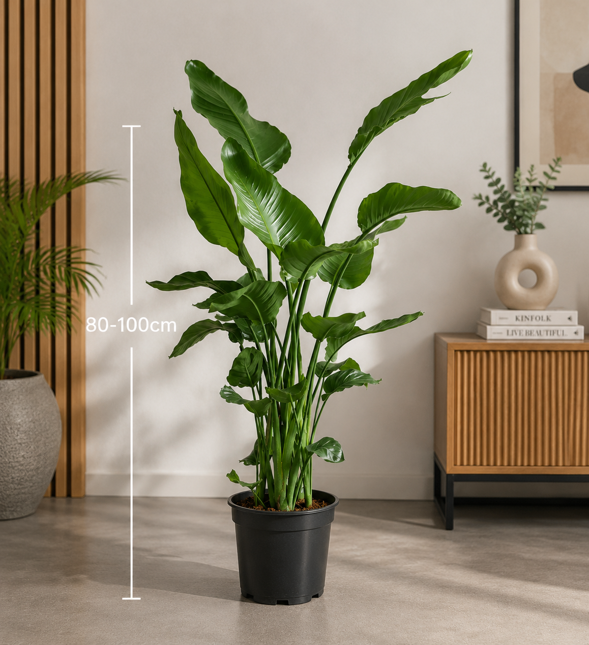 Bird of Paradise (Strelitzia Nicolai) - Indoor Plants