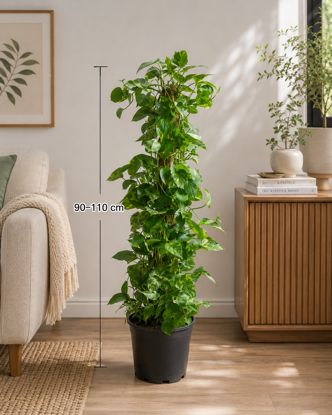 Money Plant (Epipremnum Aureum) – Indoor Plant
