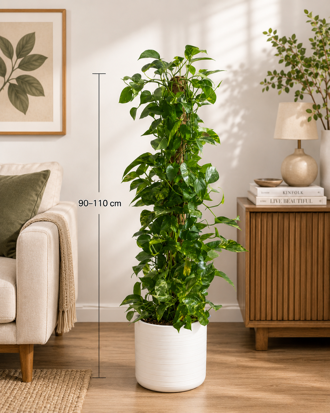 Money Plant (Epipremnum Aureum) – Indoor Plant