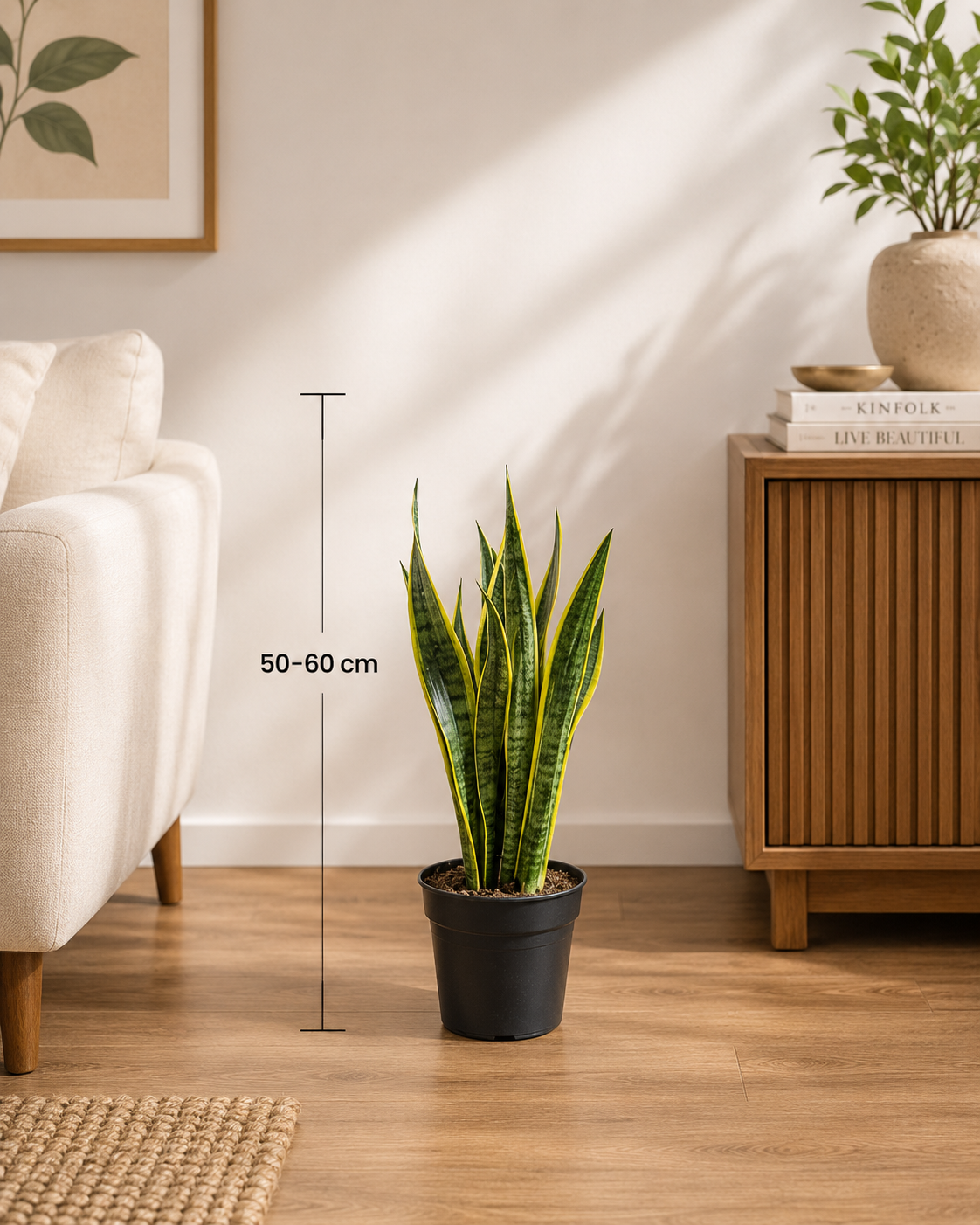 Snake Plant (Sansevieria) – Indoor Plant