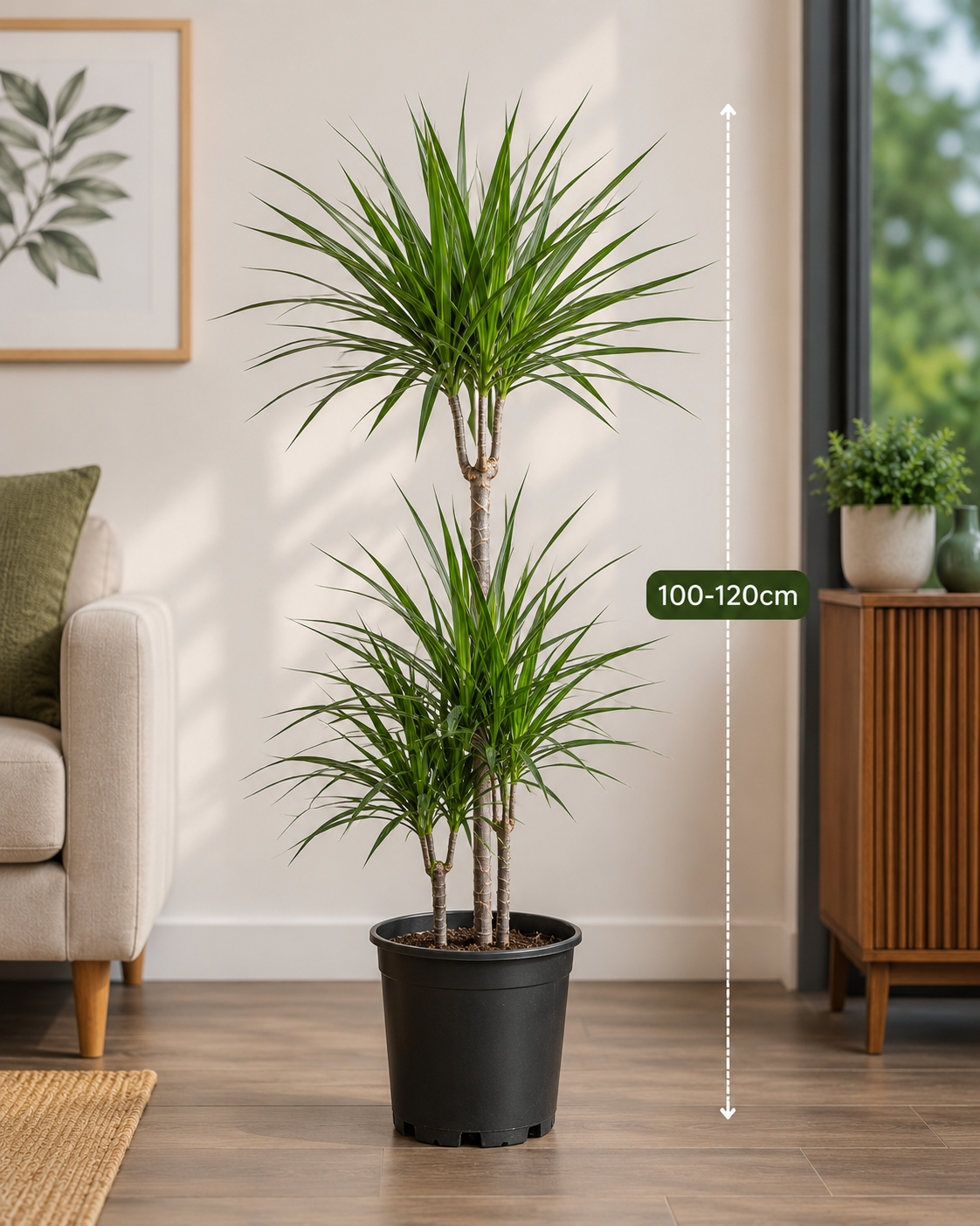 Crimson Dragon Tree (Dracaena Marginata) – Indoor Plant