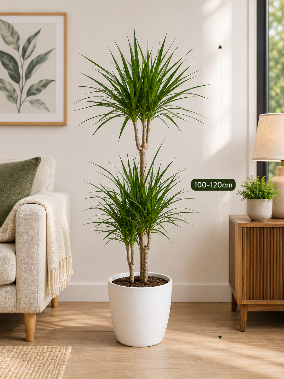 Crimson Dragon Tree (Dracaena Marginata) – Indoor Plant